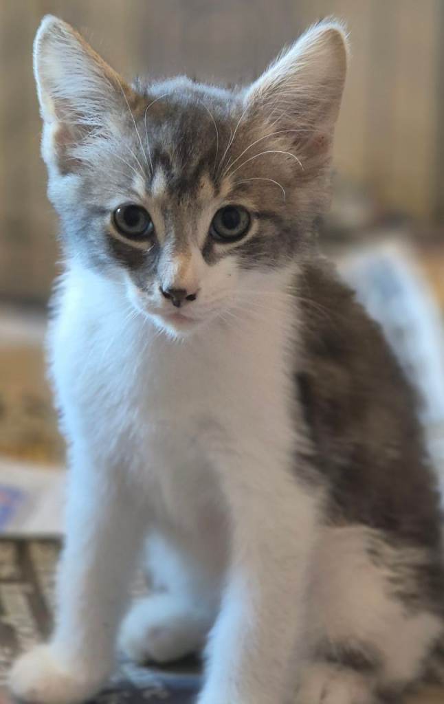 Kittens for sale