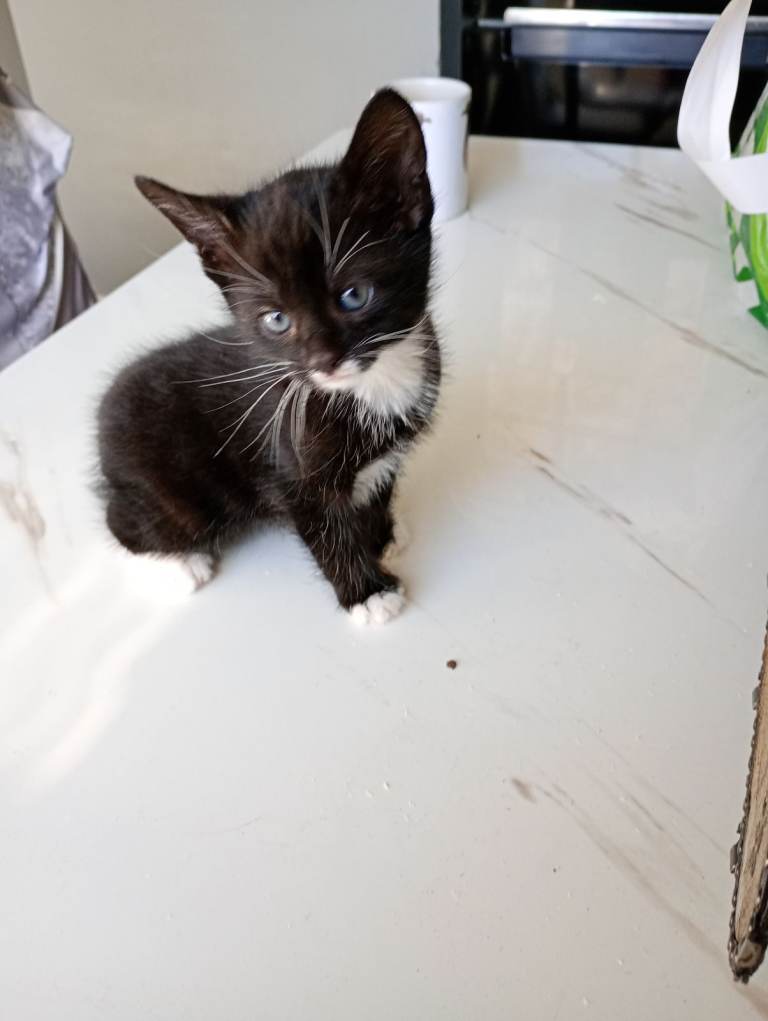 3 kitten 2 girls 1 boy ready from 5th may 