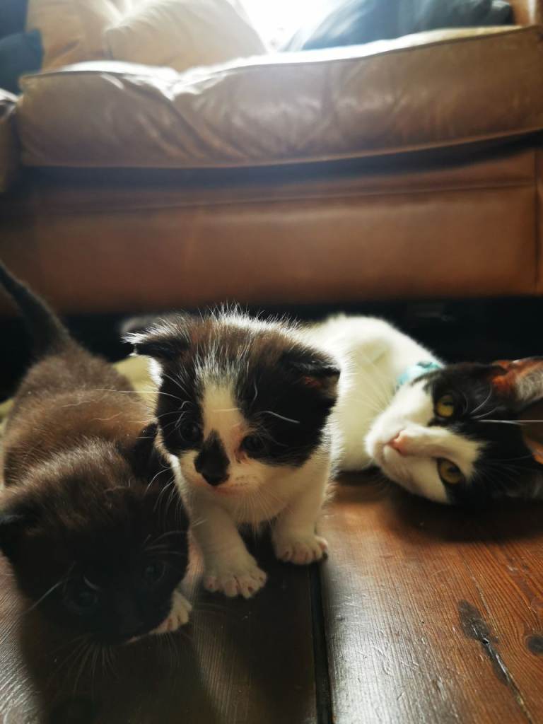 Domestic shorthair black and white kittens