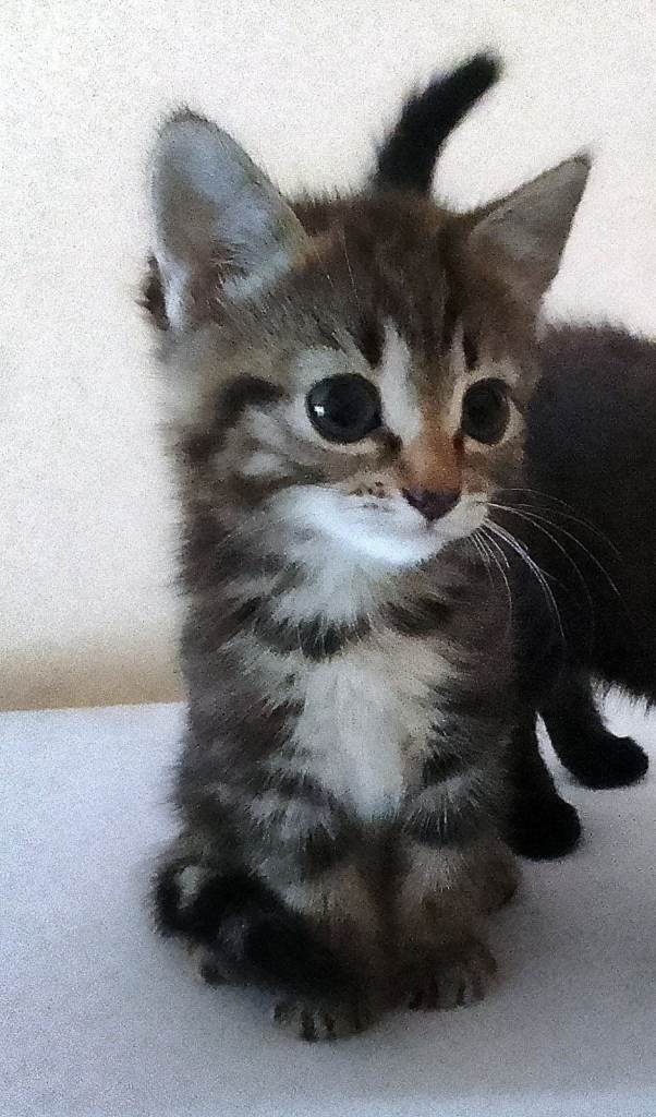 Beautiful female kitten (tabby)