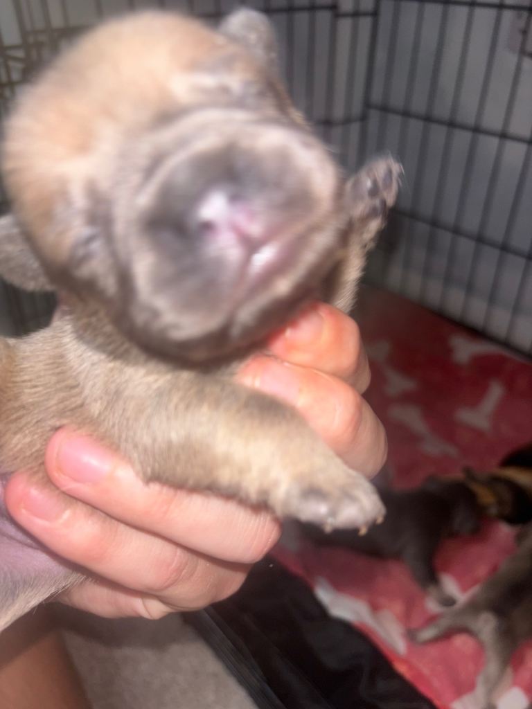 French bulldogs 