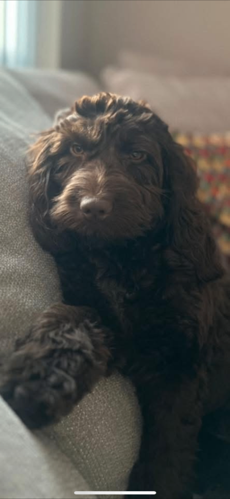 Cockapoo puppy