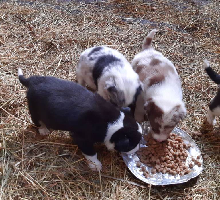 6 collie / blue meryl pups for sale