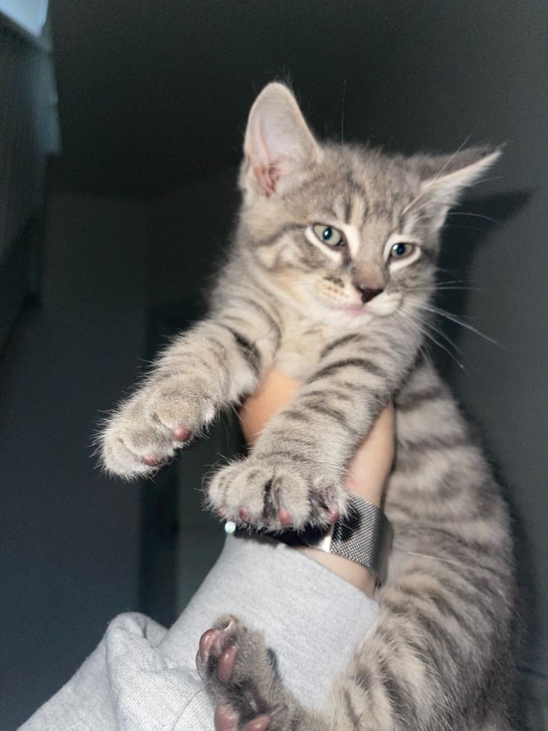 Beautiful Kittens
