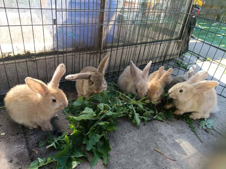 Wonderful rabbits