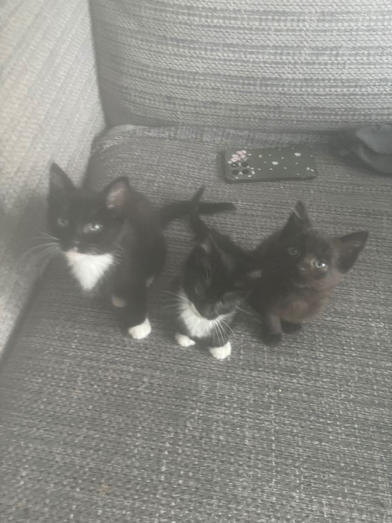 Kittens for sale