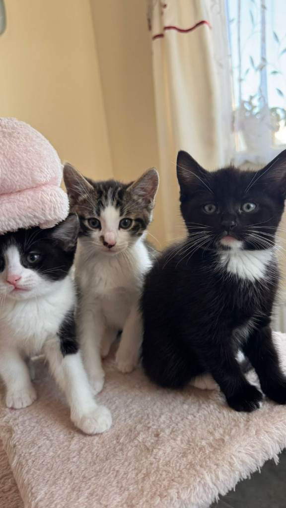 Kittens 8 weeks
