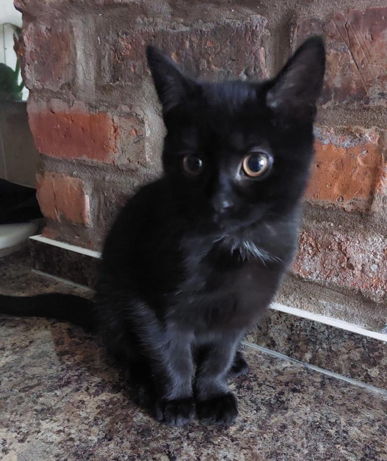 British short haired mix kitten. PRICE REDUCED FROM £300