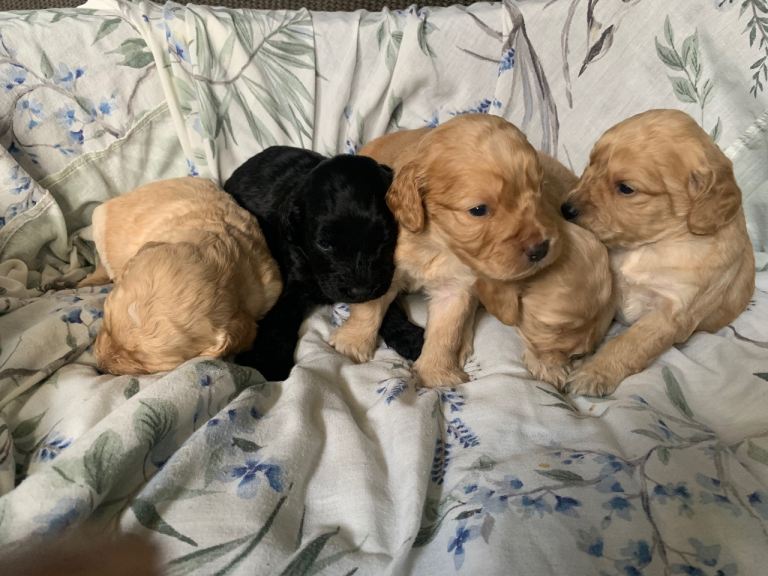 Beautiful Cockapoo Puppies 