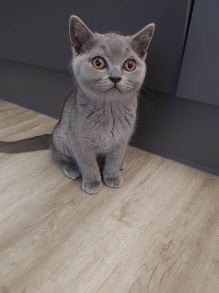 Blue British shorthair 