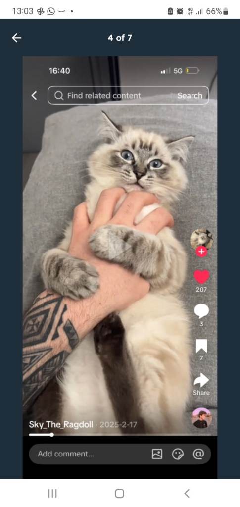 Lost cat in haslemere