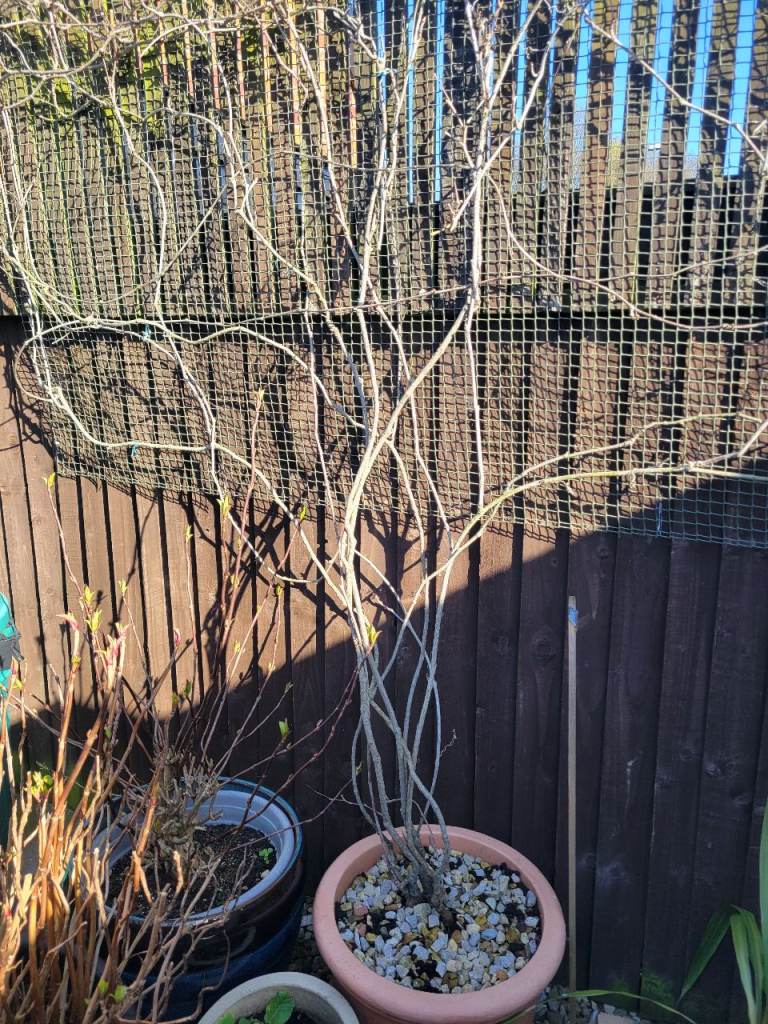 Climbing shrub 