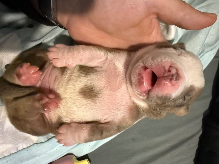 Olde English bulldog puppies for sale going for a fraction off there actual value for reasons below