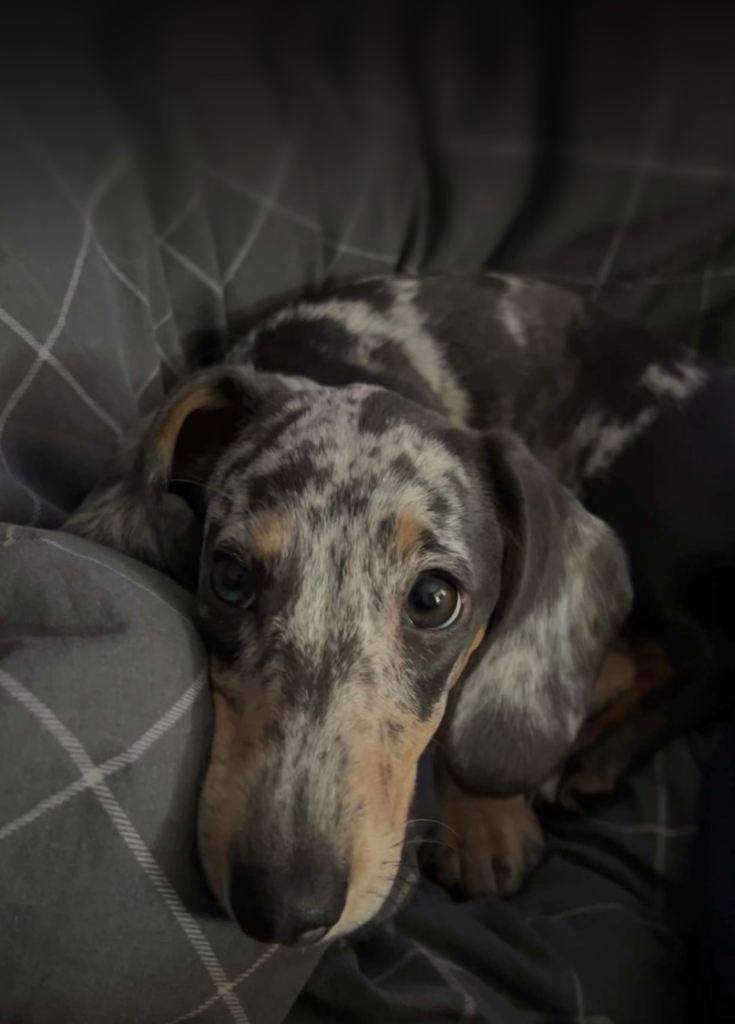 Miniature dachshund for sale 