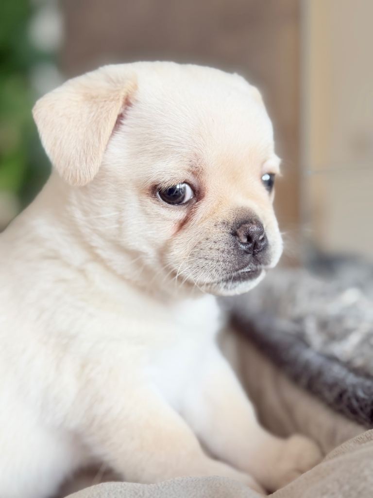 Pug x Pomeranian Puppies!