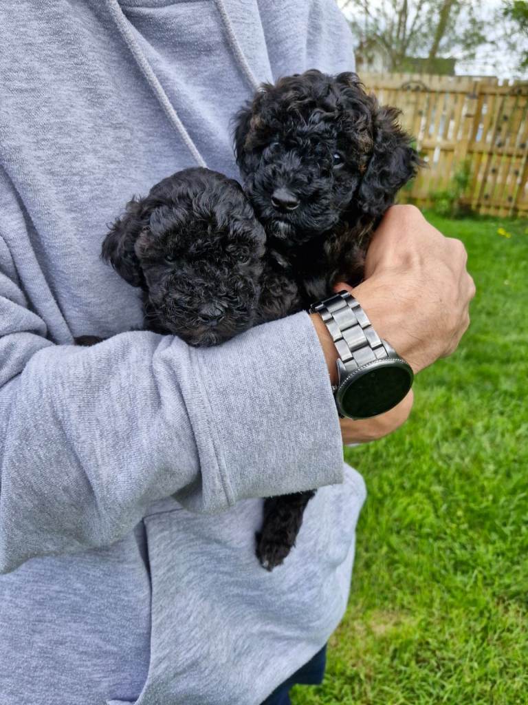 Toy Poodle Puppies