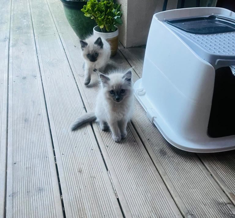 Adorable Ragdoll Kittens Looking for Their Forever Homes