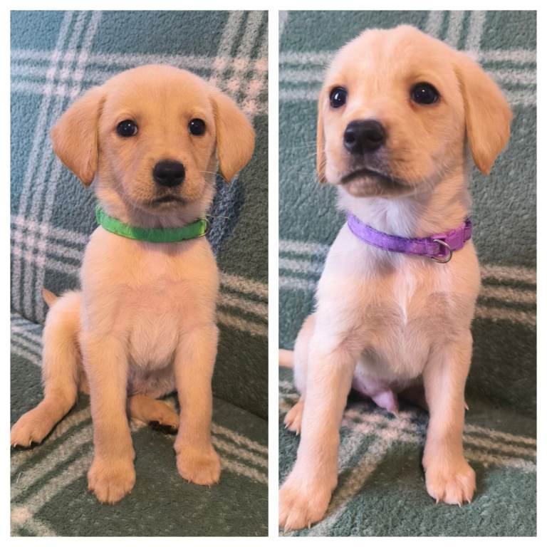 Labrador retriever puppies 
