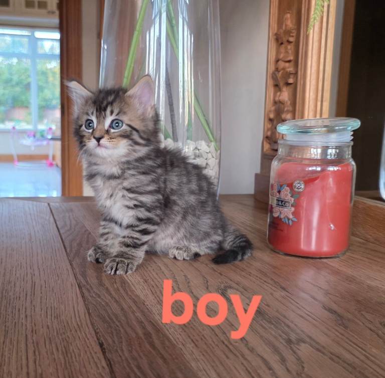 8 kittens