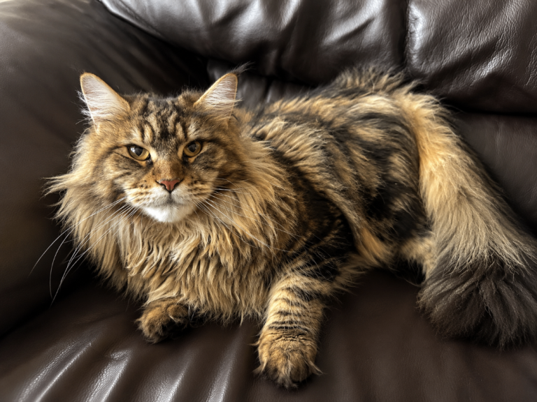 😻TICA Registered XL Maine Coon