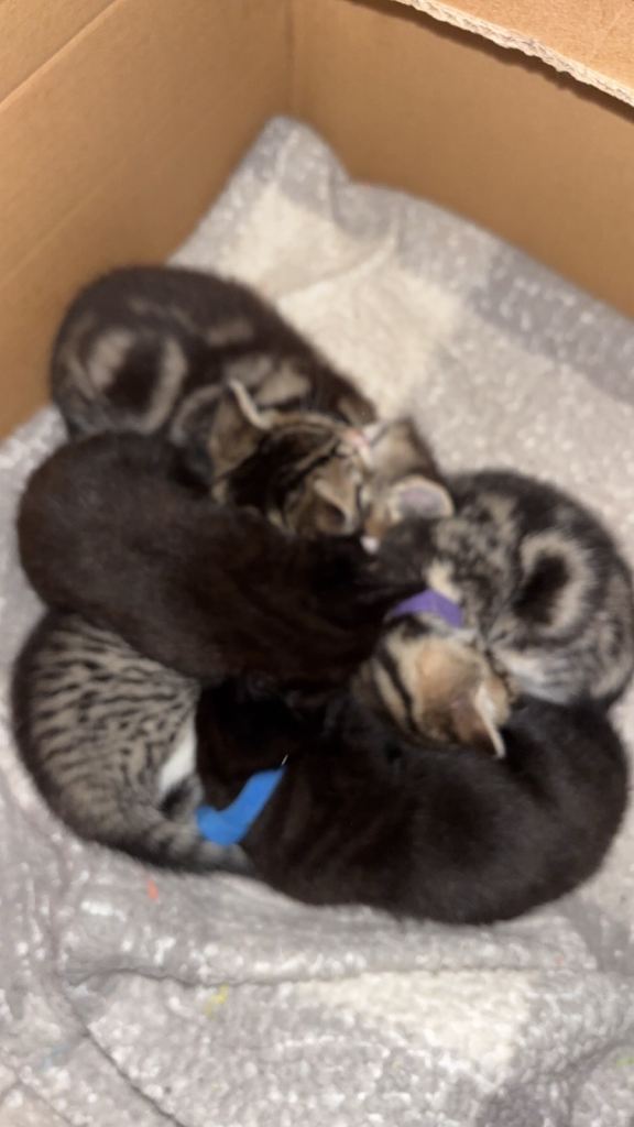 Kitten 