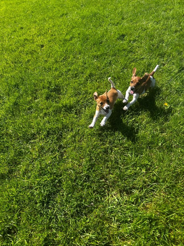 2 Jack Russell pups for sale 