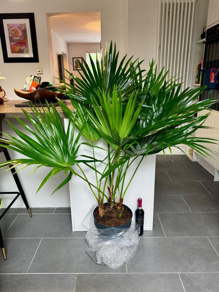 140cm giant footstool palm tree livistonia indoor plant