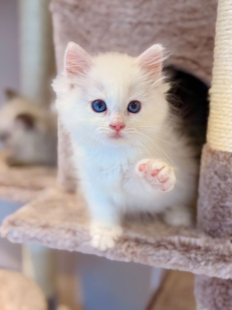 Beautiful Ragdoll x Persian kittens 