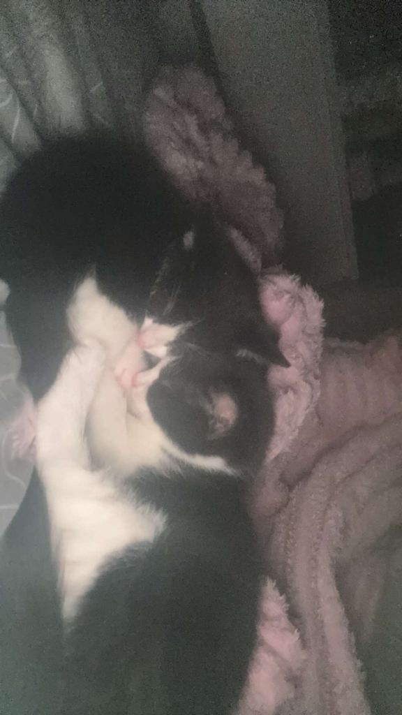 2 kittens left for sale 