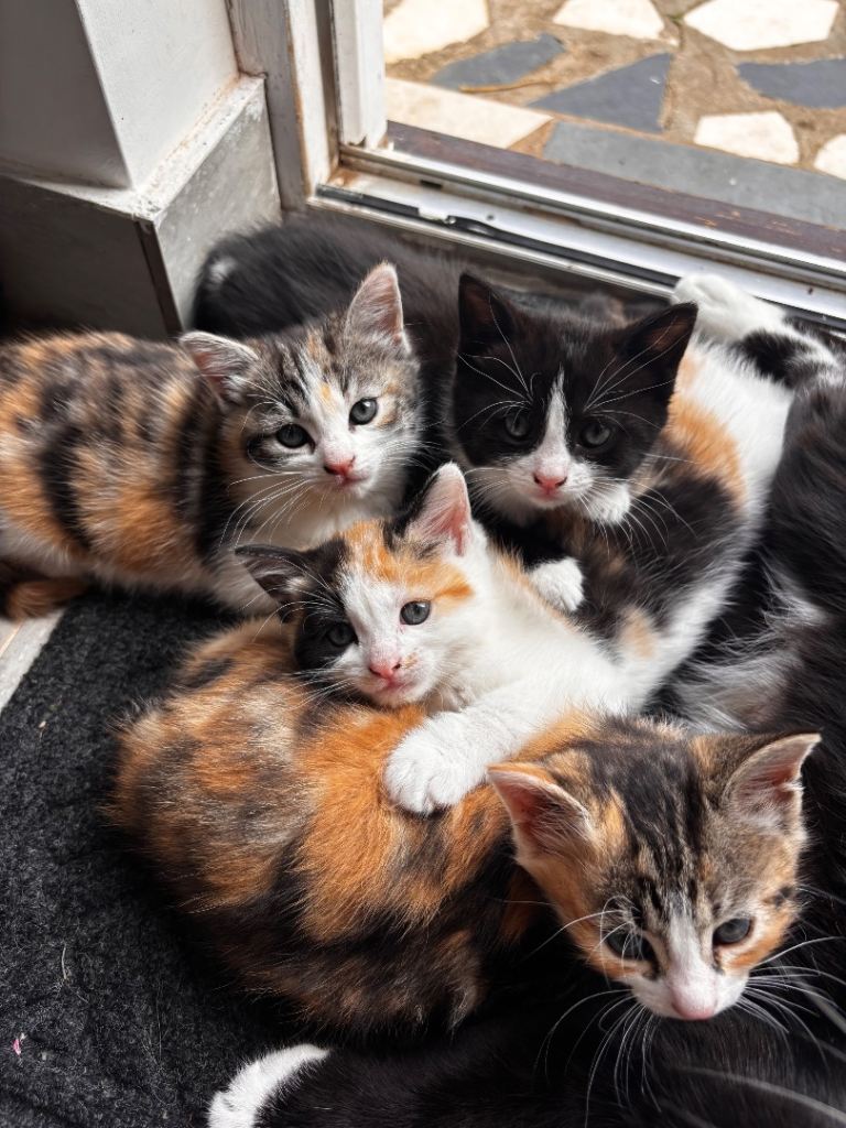 4 Adorable Kittens for sale