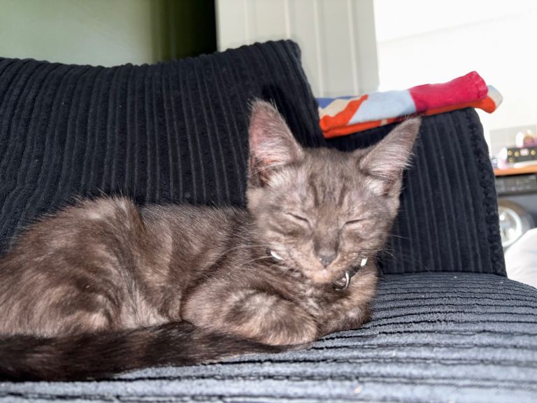 BSH X RAGDOLL KITTEN (F)