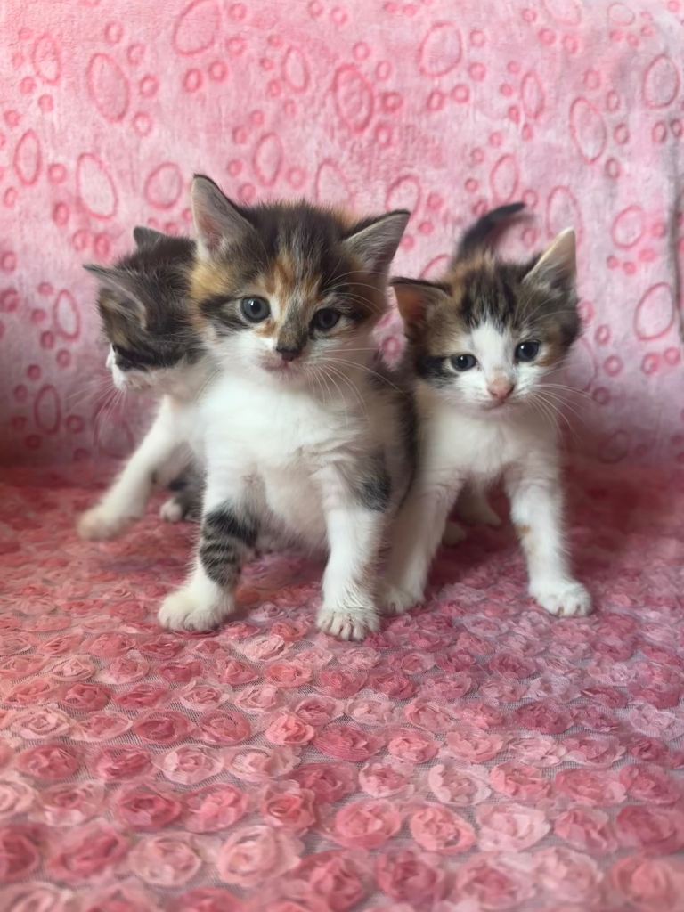 Cute Calico Kittens 💝