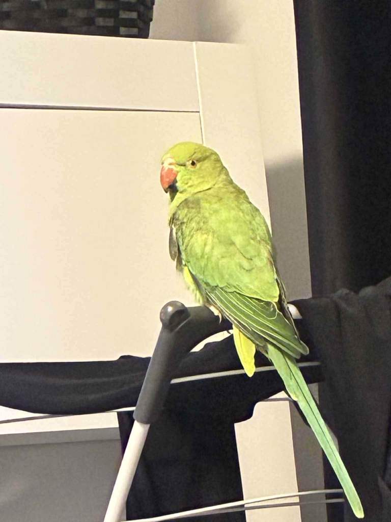 Indian Ring Neck for sale