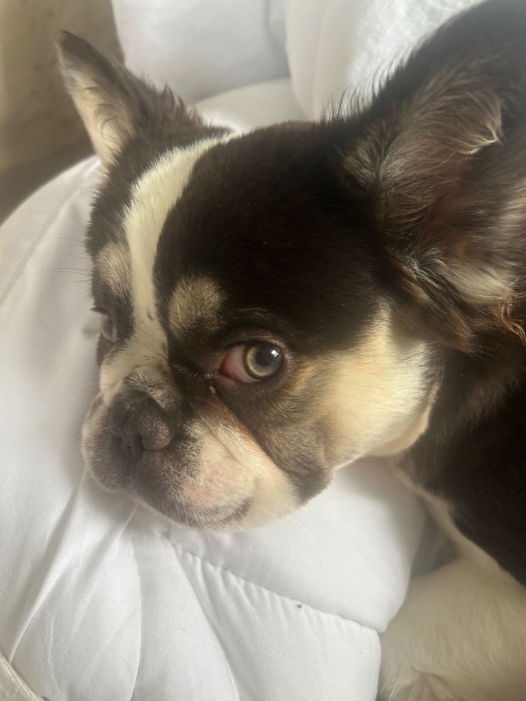 RESERVED Fluffy French bull dog female 