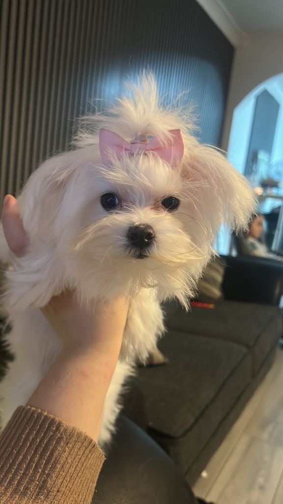 9 month old Maltese 