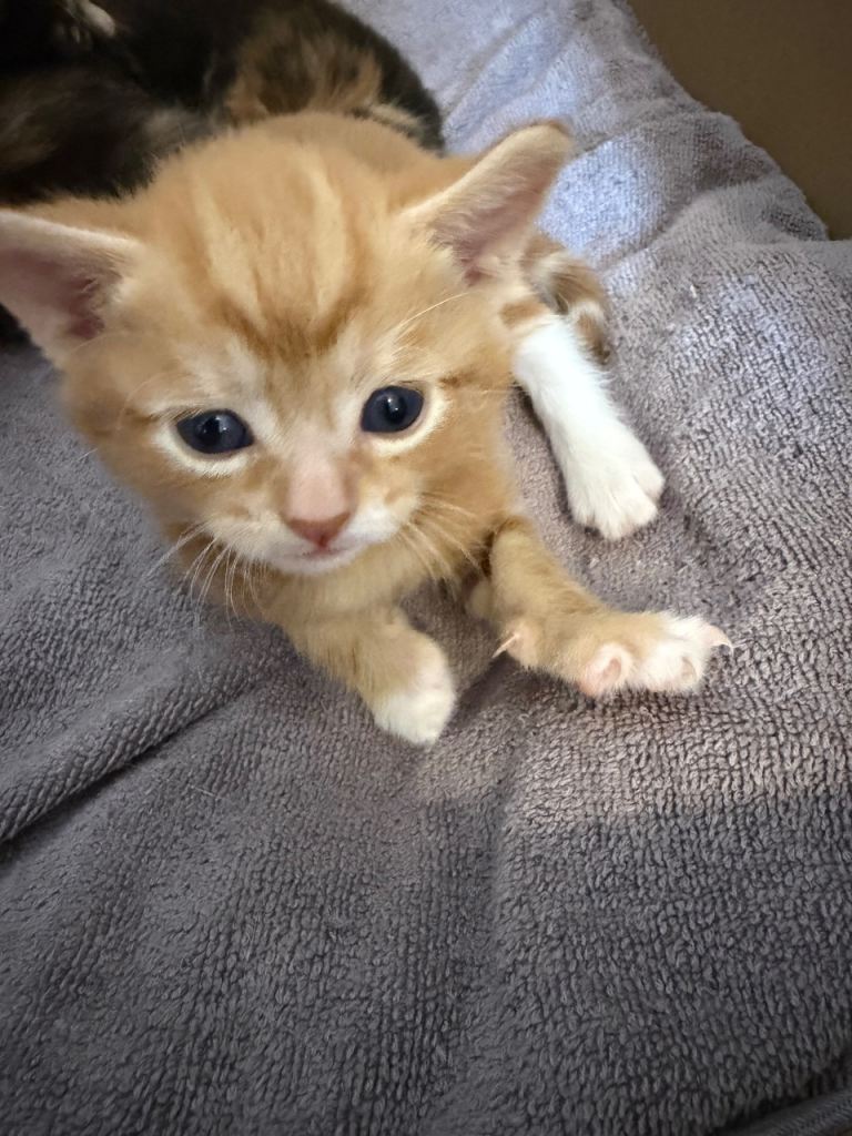 Beautiful kittens for sale 