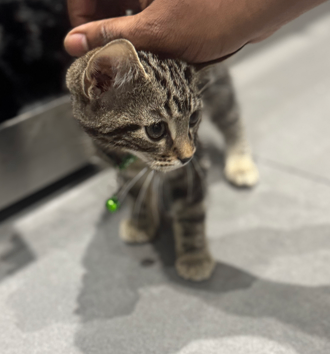 Beautiful Bengal Mix Kittens – Ready for Their New Homes!