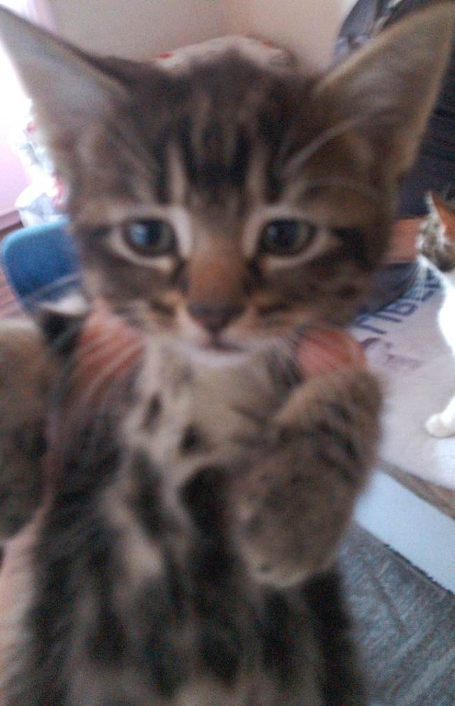 Cats for sell