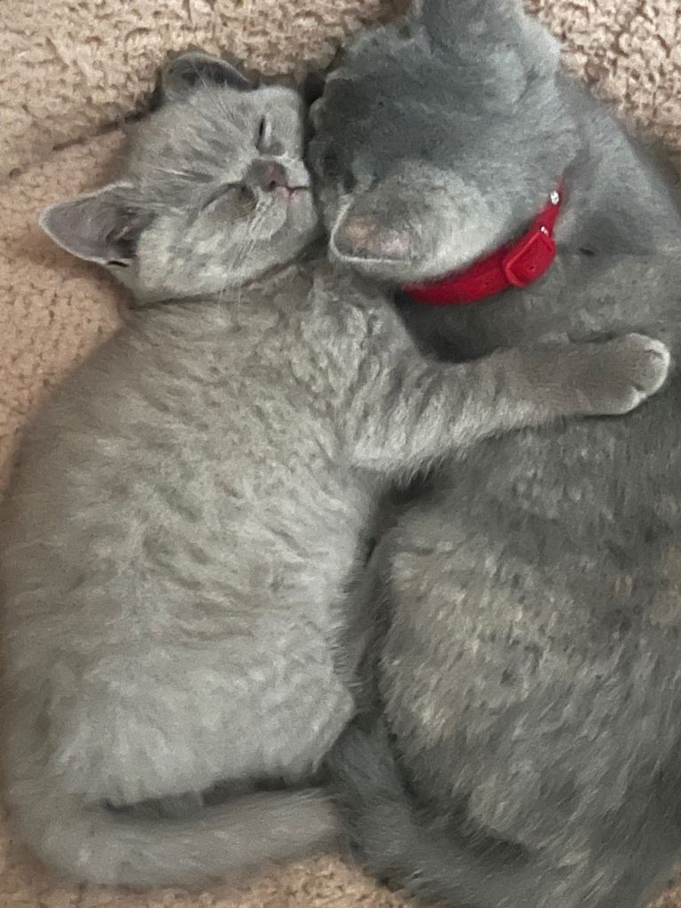 2 kittens 