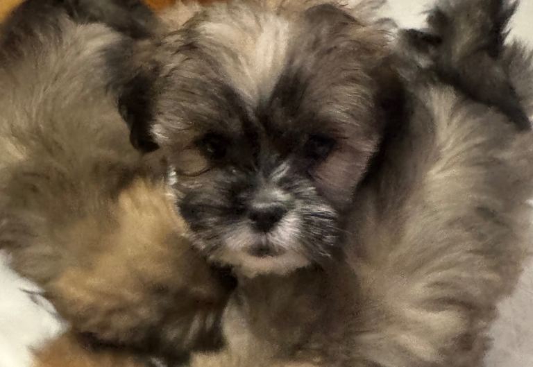 Lhasa apso puppies 
