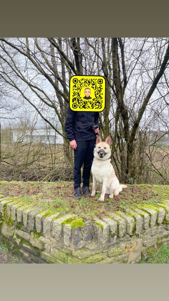 German shepherd x Malinois 