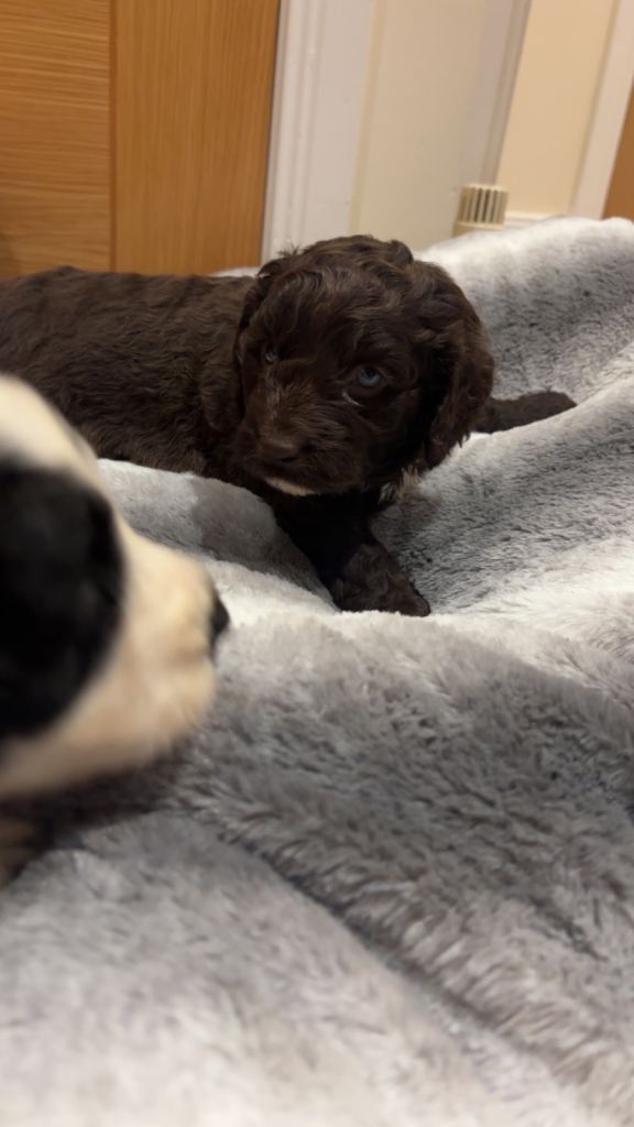 Cockapoo puppies 