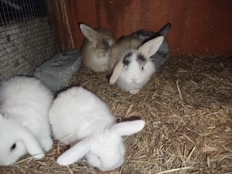 Rabbits for sale 