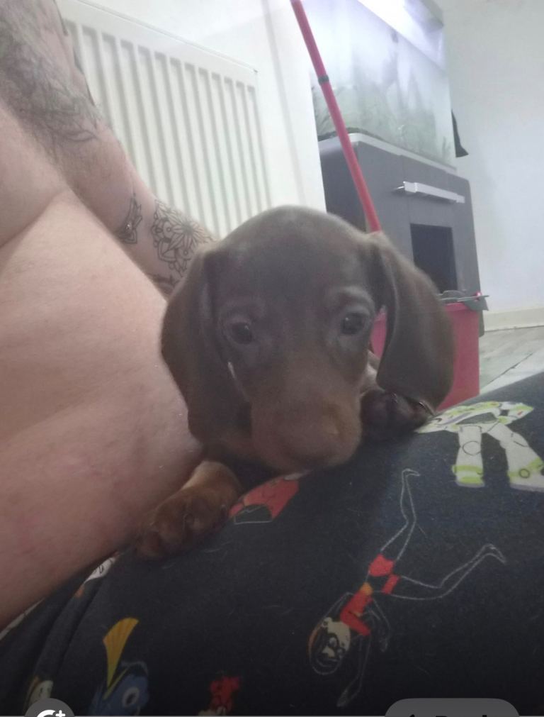 Dachshund puppies two girls 