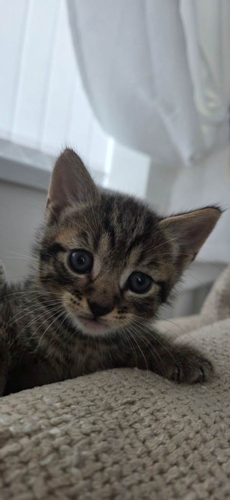 Kittens for sale