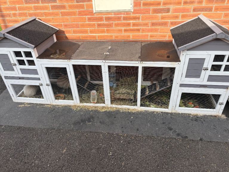 2 male lion head mini lop rabbits for sale with double hutch and indoor hutch 