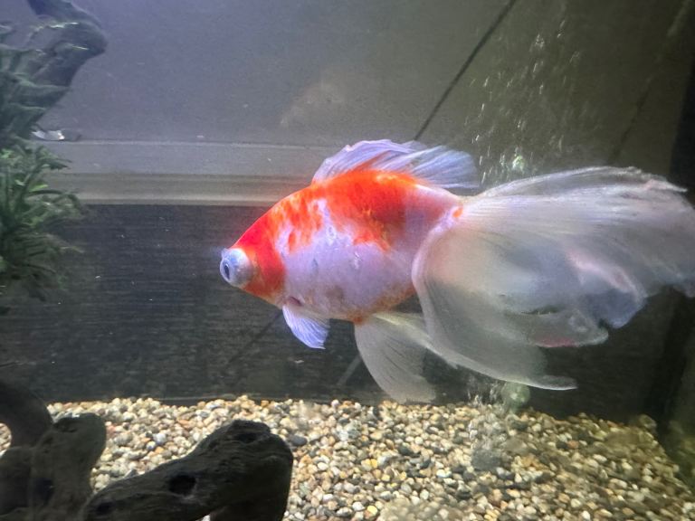 Fantail gold fish 