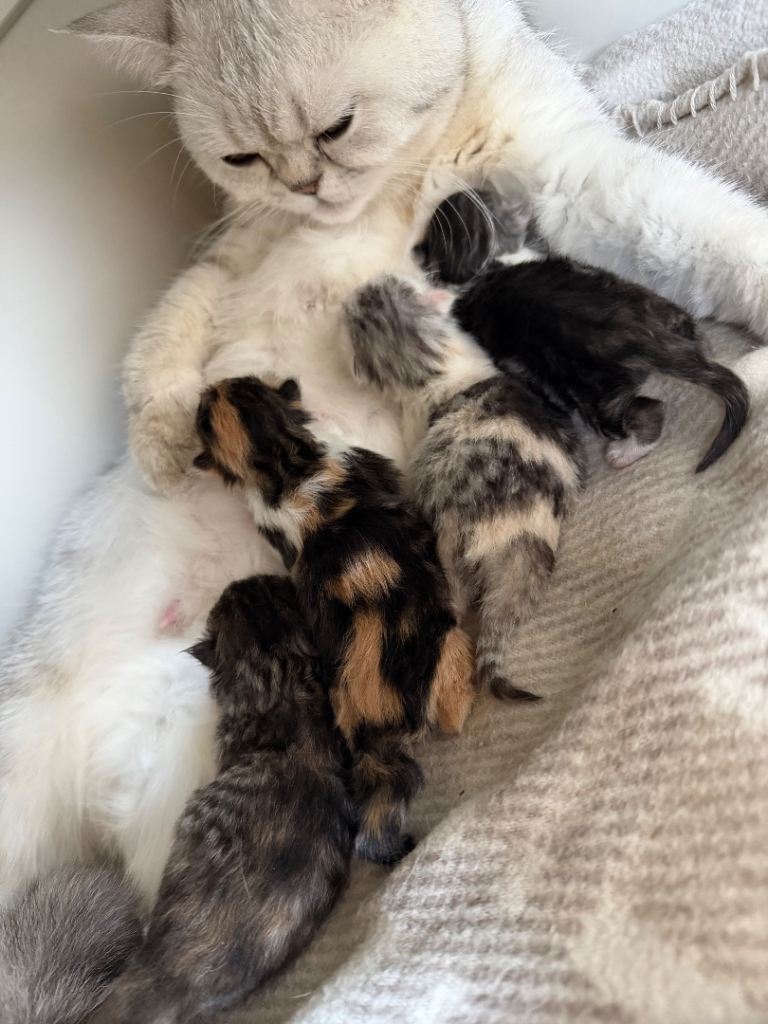 British Longhair kittens