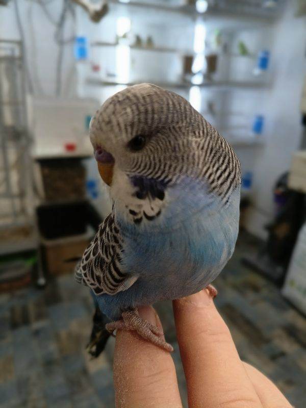 Budgies now available for rehoming 