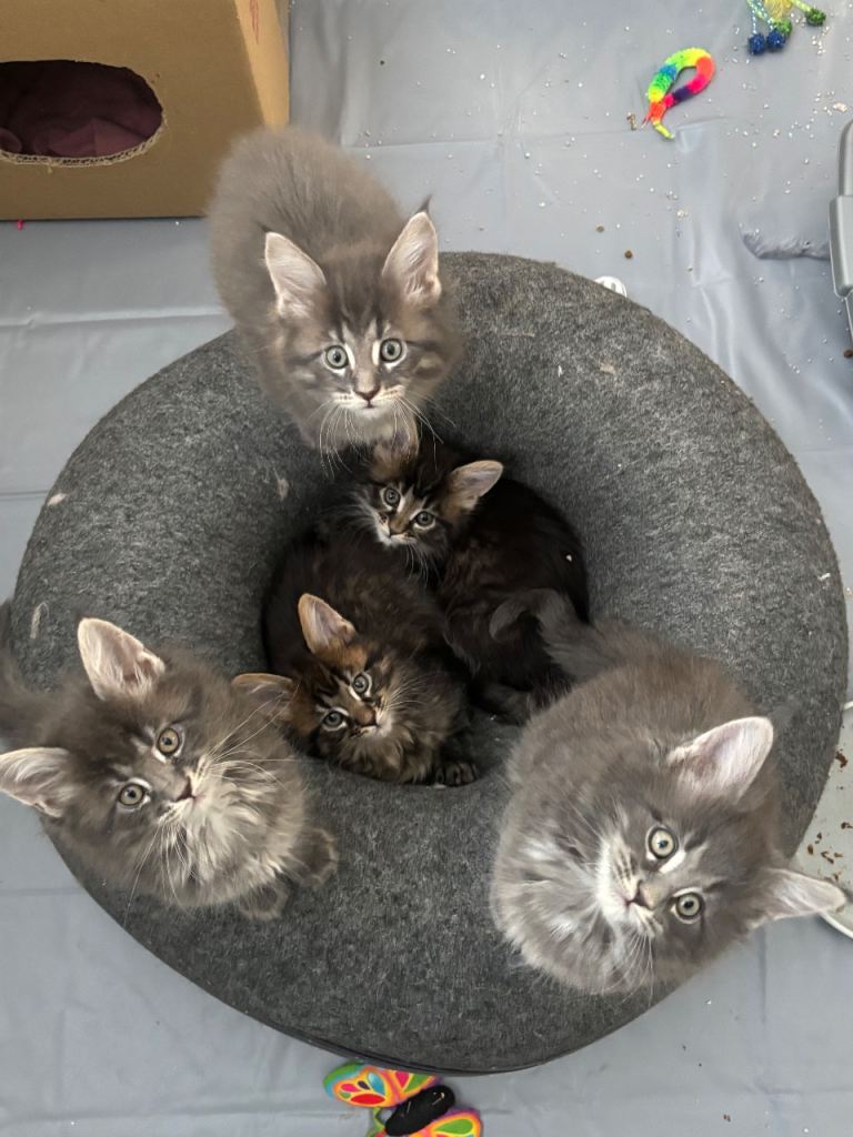 Maine coon kittens